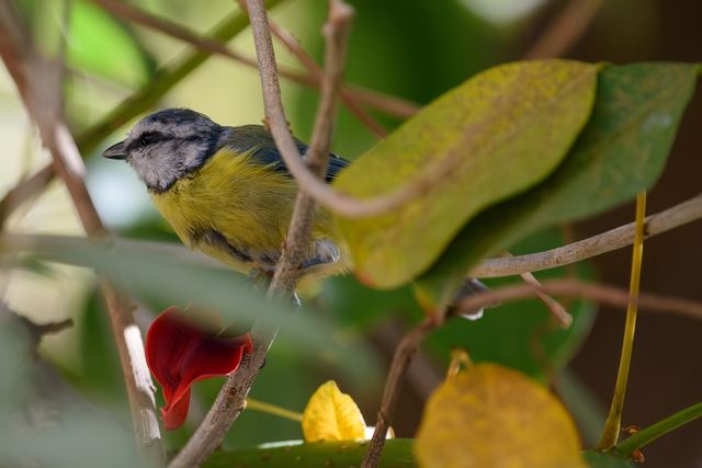 Eurasian Blue Tit