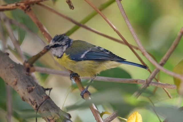 Eurasian Blue Tit