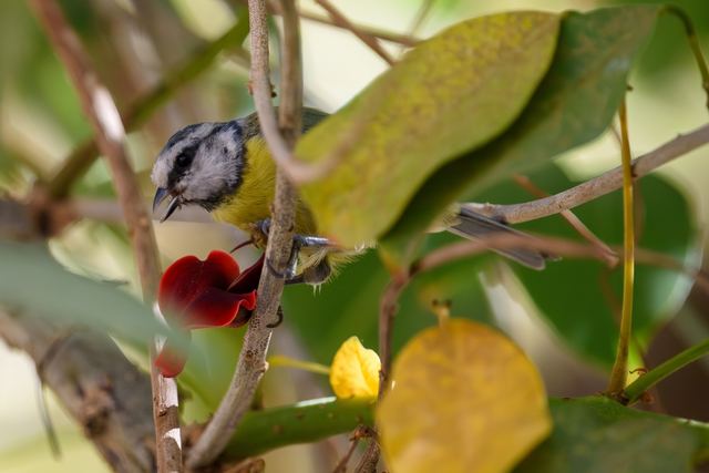 Eurasian Blue Tit