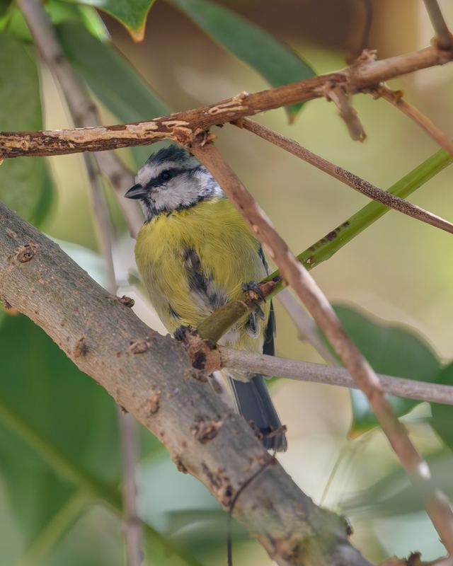 Eurasian Blue Tit
