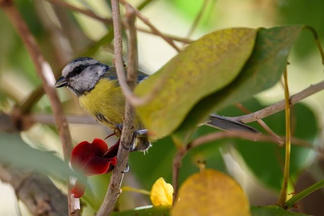 Eurasian Blue Tit