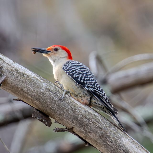 Red-bellied Woodpecker