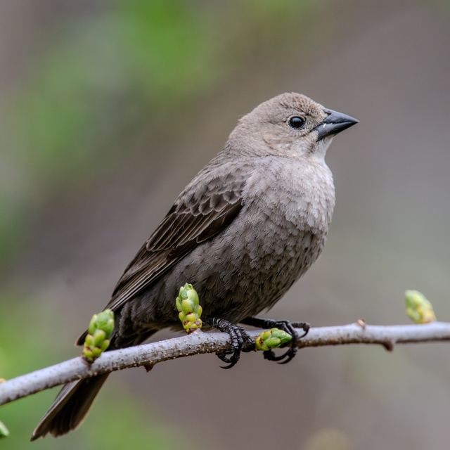 Brown-headed Cowbird