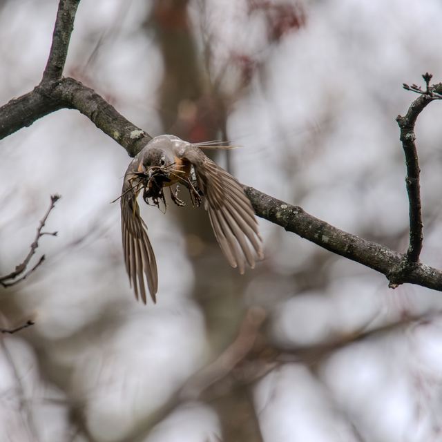 American Robin