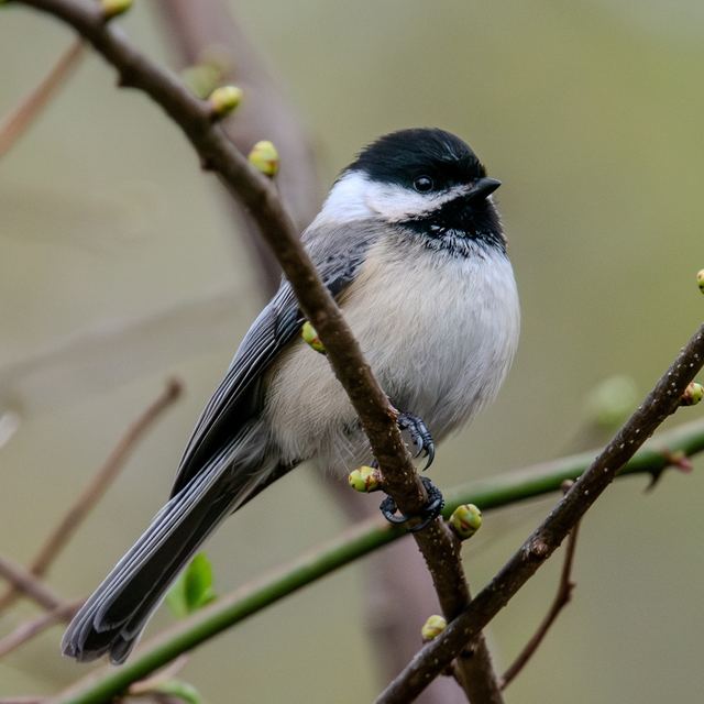 Black-capped Chickadee