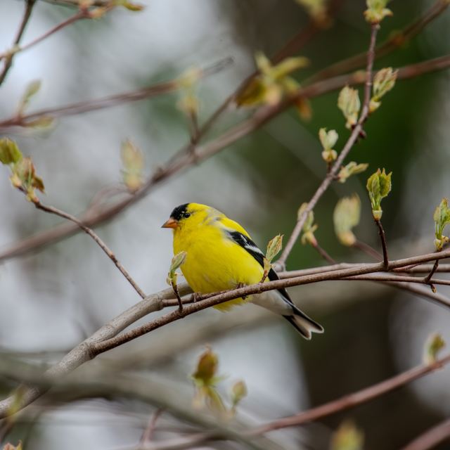 American Goldfinch