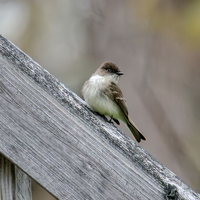 Eastern Phoebe