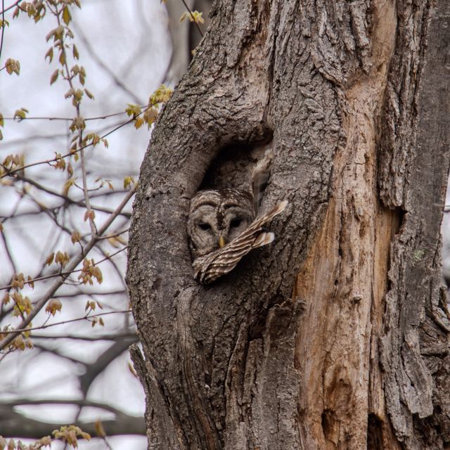 Barred Owl