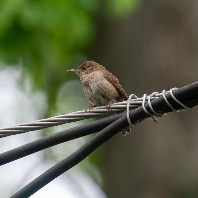 Northern House Wren