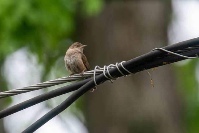 Northern House Wren