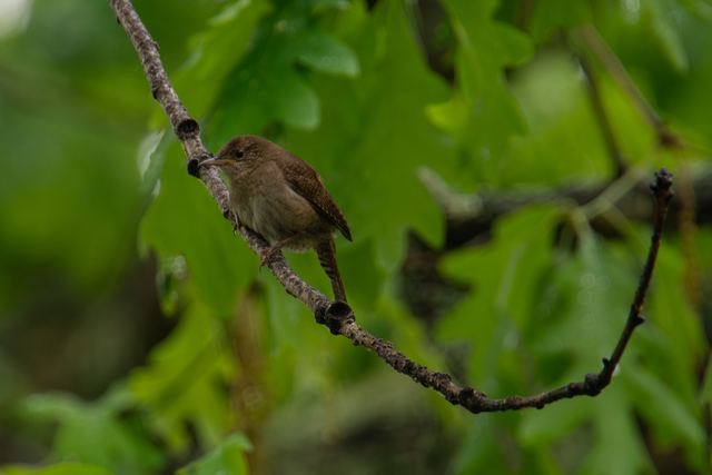 Northern House Wren