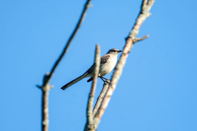 Northern Mockingbird