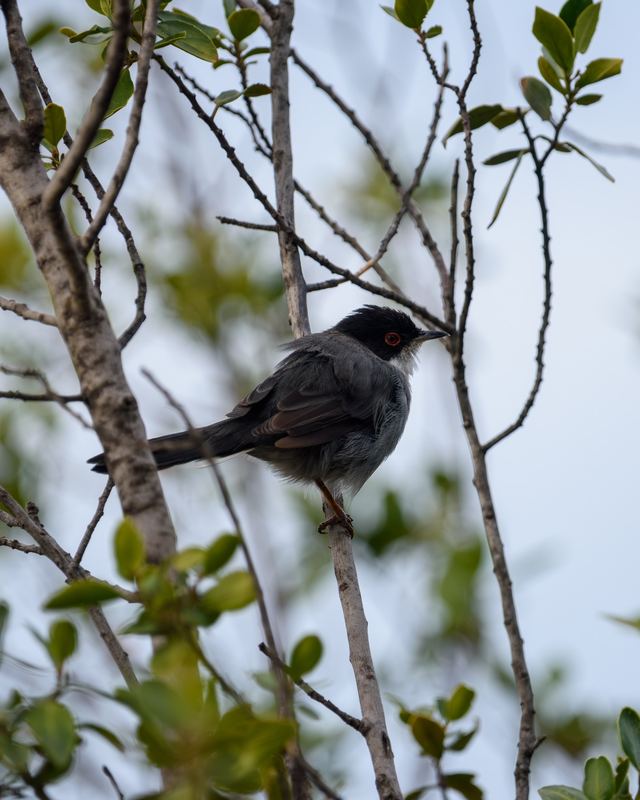 Sardinian Warbler