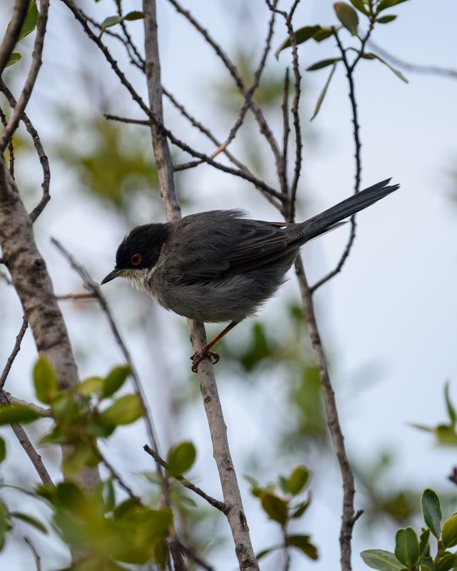 Sardinian Warbler