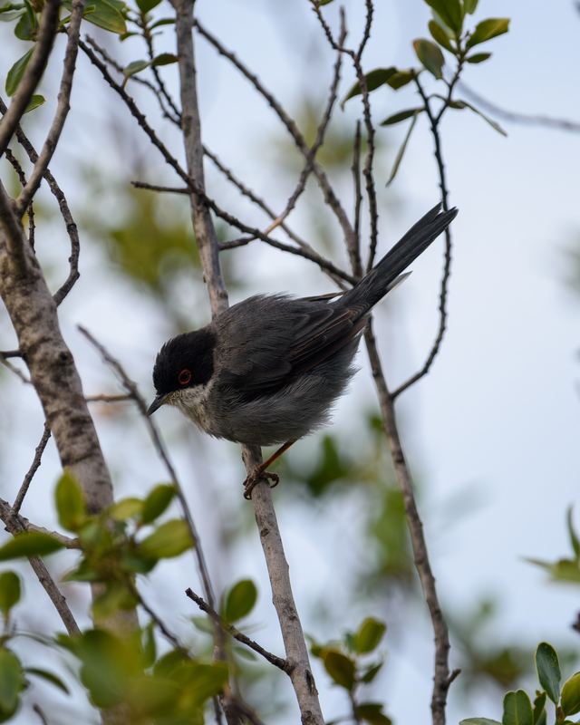 Sardinian Warbler