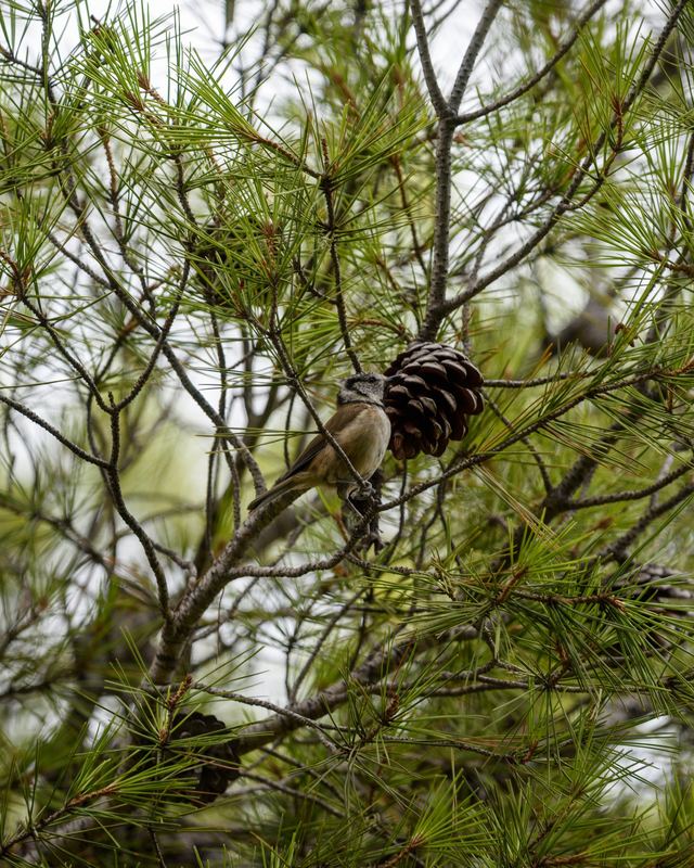 European Crested Tit
