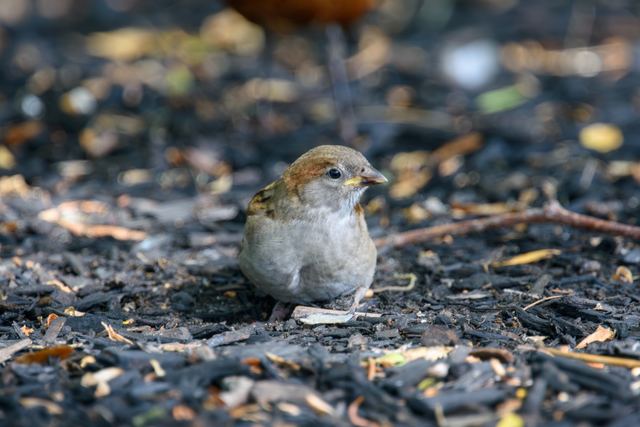 House Sparrow