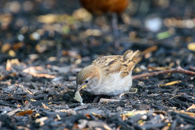 House Sparrow