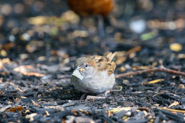House Sparrow