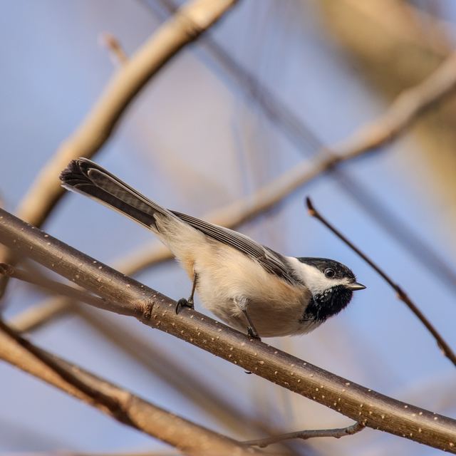 Black-capped Chickadee