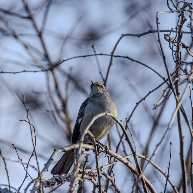 Northern Mockingbird