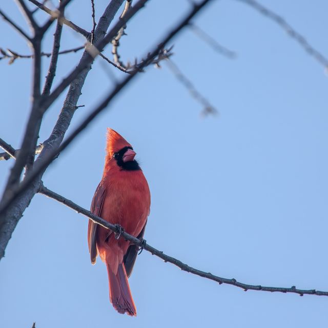 Northern Cardinal