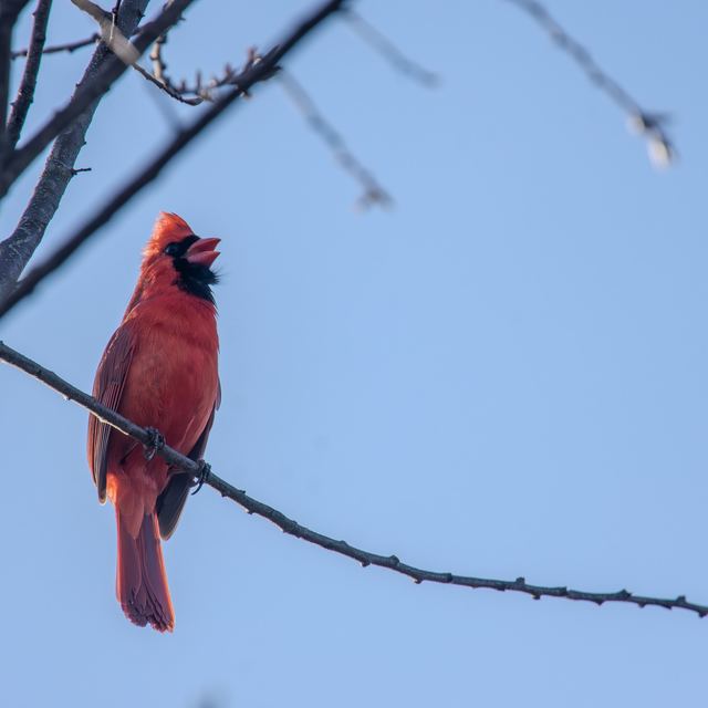 Northern Cardinal