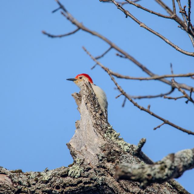 Red-bellied Woodpecker