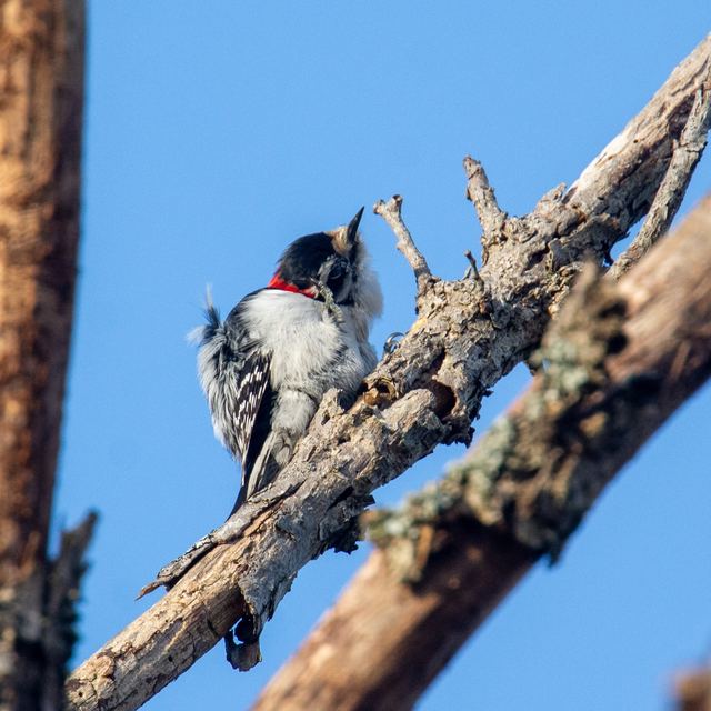 Downy Woodpecker