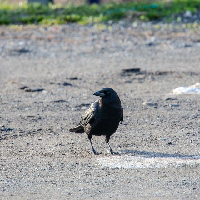 American Crow