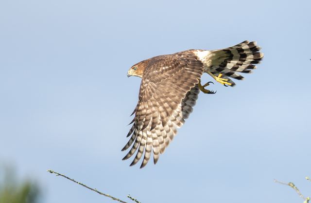 Cooper's Hawk