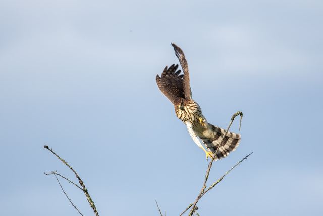 Cooper's Hawk