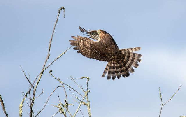 Cooper's Hawk