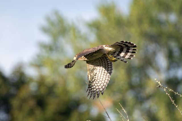 Cooper's Hawk