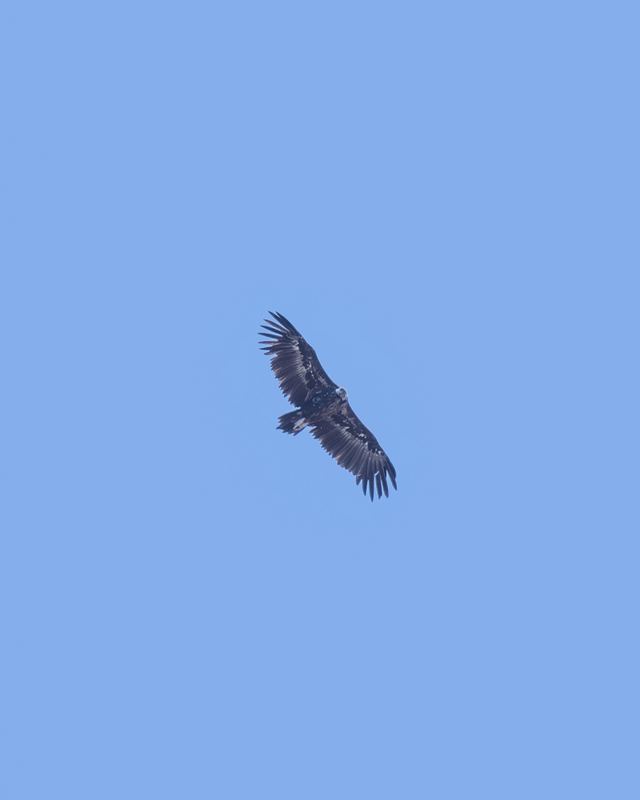 Cinereous Vulture