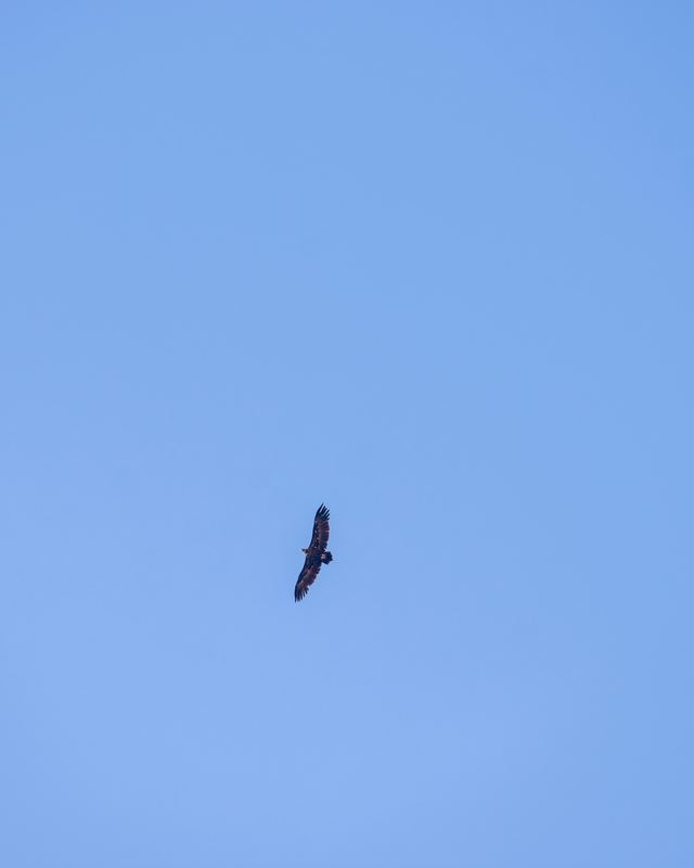 Cinereous Vulture