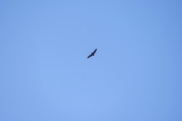 Cinereous Vulture