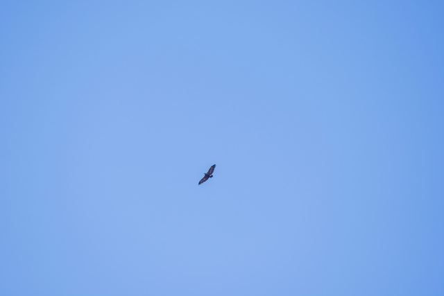 Cinereous Vulture
