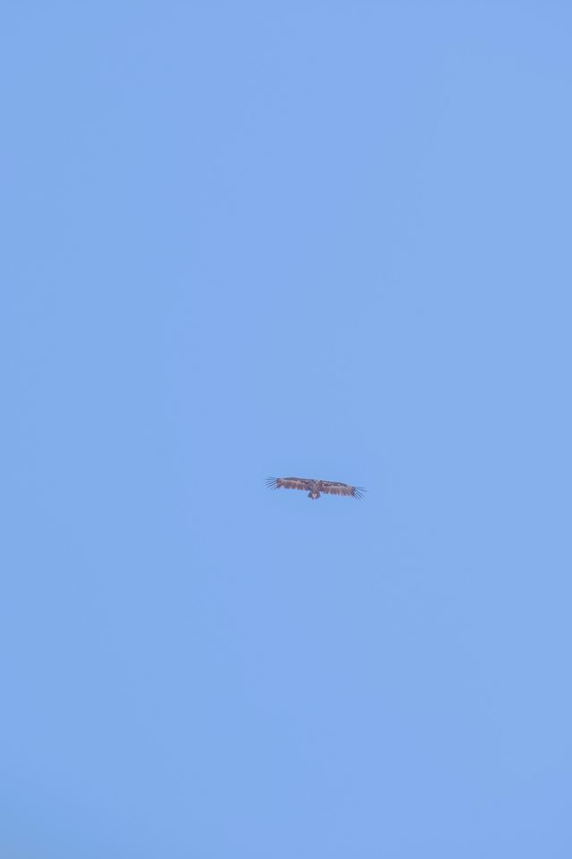 Cinereous Vulture