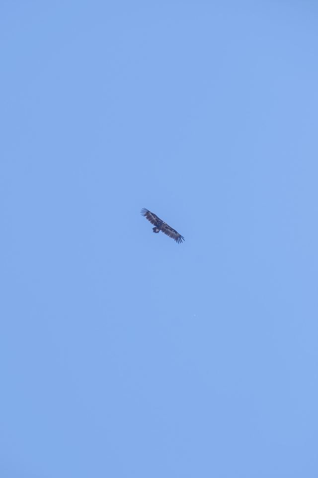 Cinereous Vulture