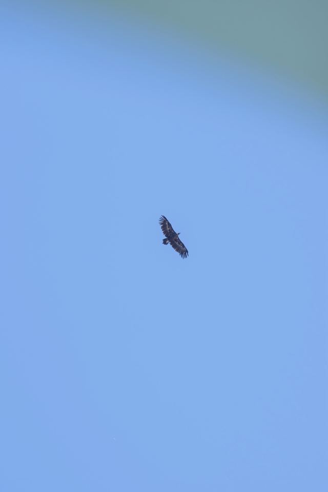 Cinereous Vulture