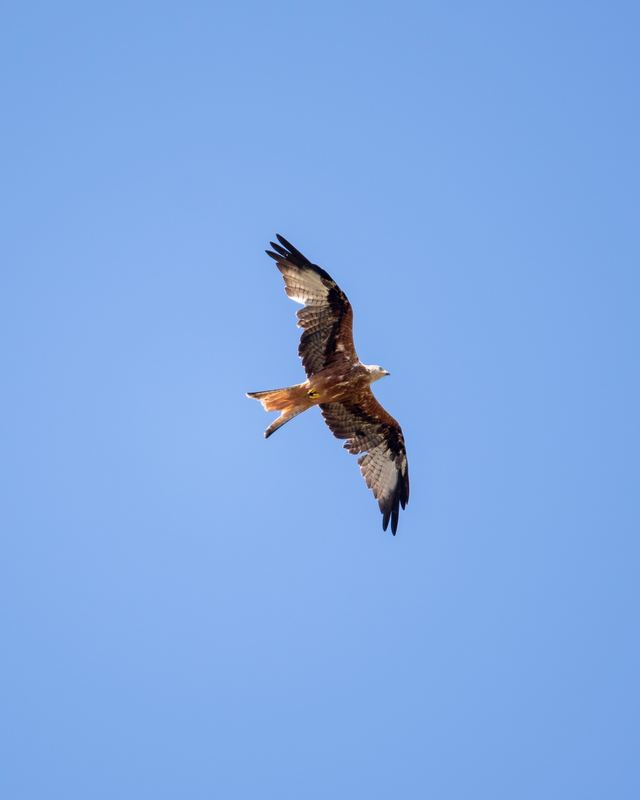 Red Kite