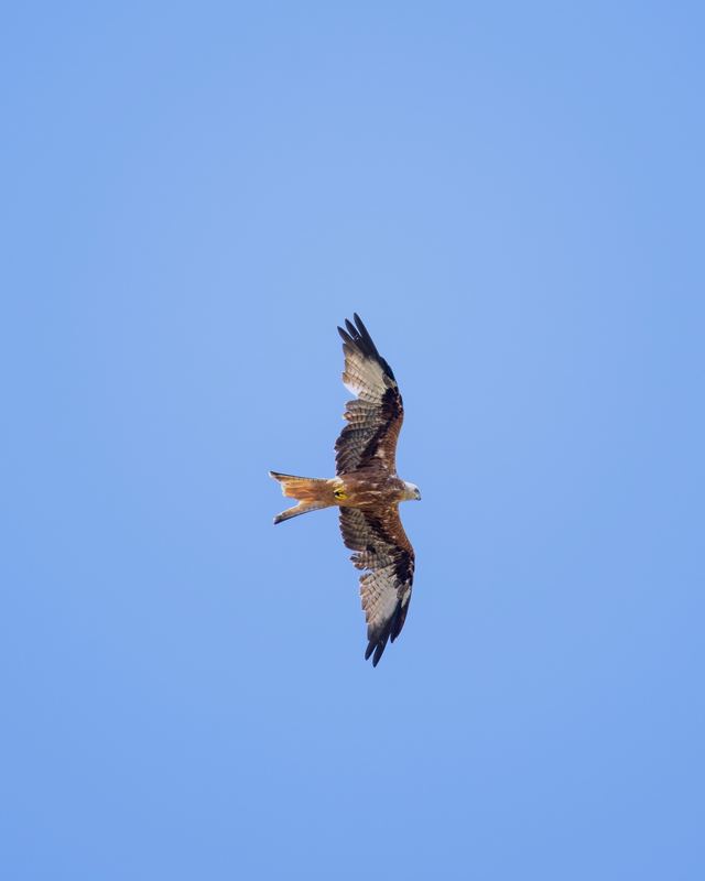 Red Kite