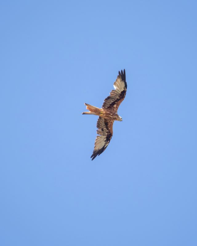 Red Kite