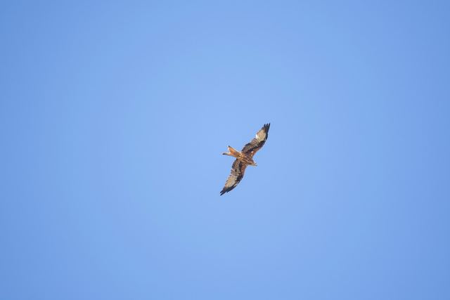 Red Kite