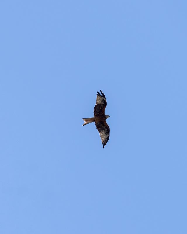 Red Kite