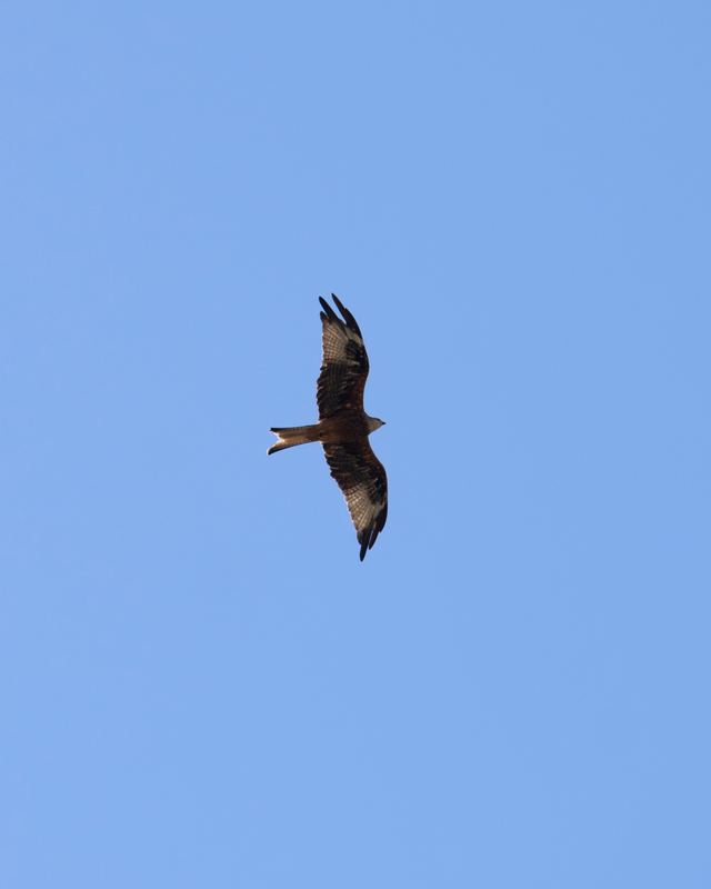 Red Kite
