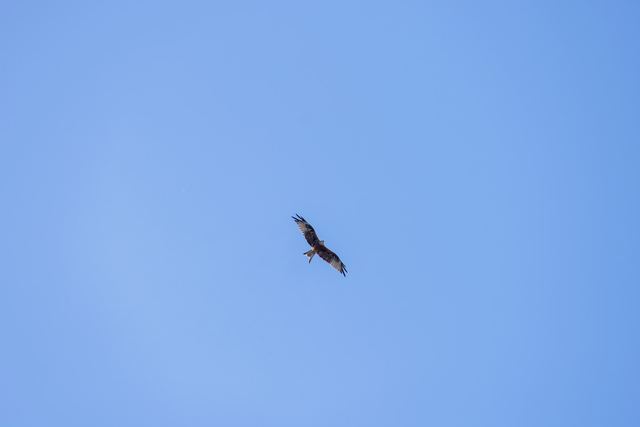 Red Kite
