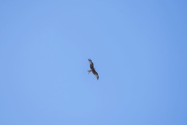 Red Kite