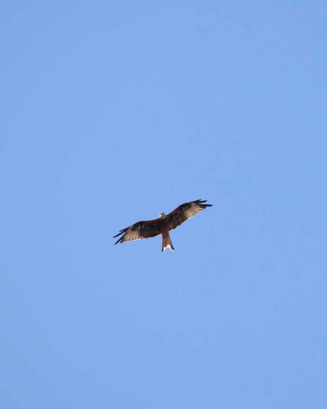 Red Kite